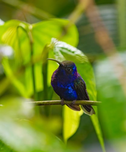 Costa Rica 2025 – Bild 187