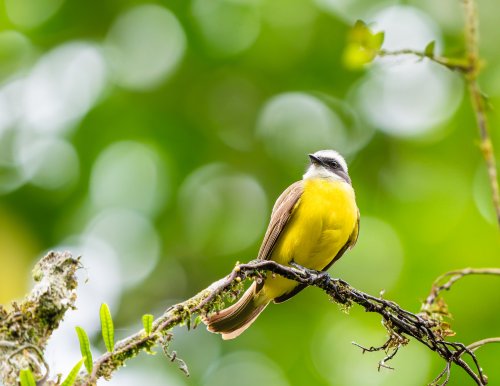 Costa Rica 2025 – Bild 210