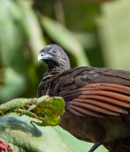 Costa Rica 2025 – Bild 218
