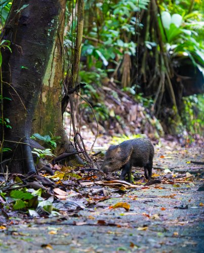 Costa Rica 2025 – Bild 238