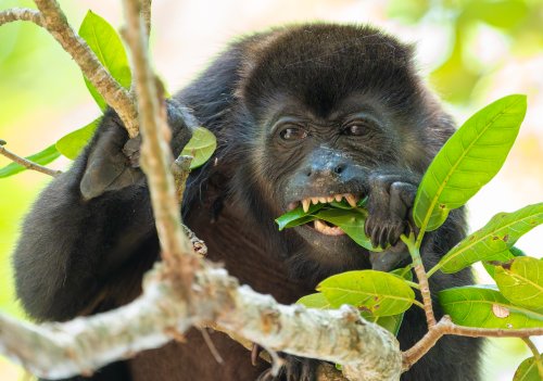 Costa Rica 2025 – Bild 67