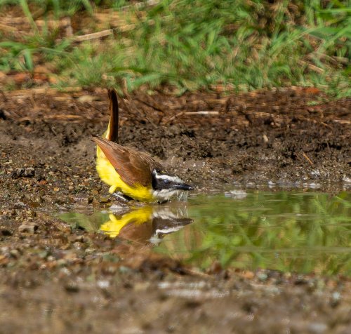 Costa Rica 2025 – Bild 93